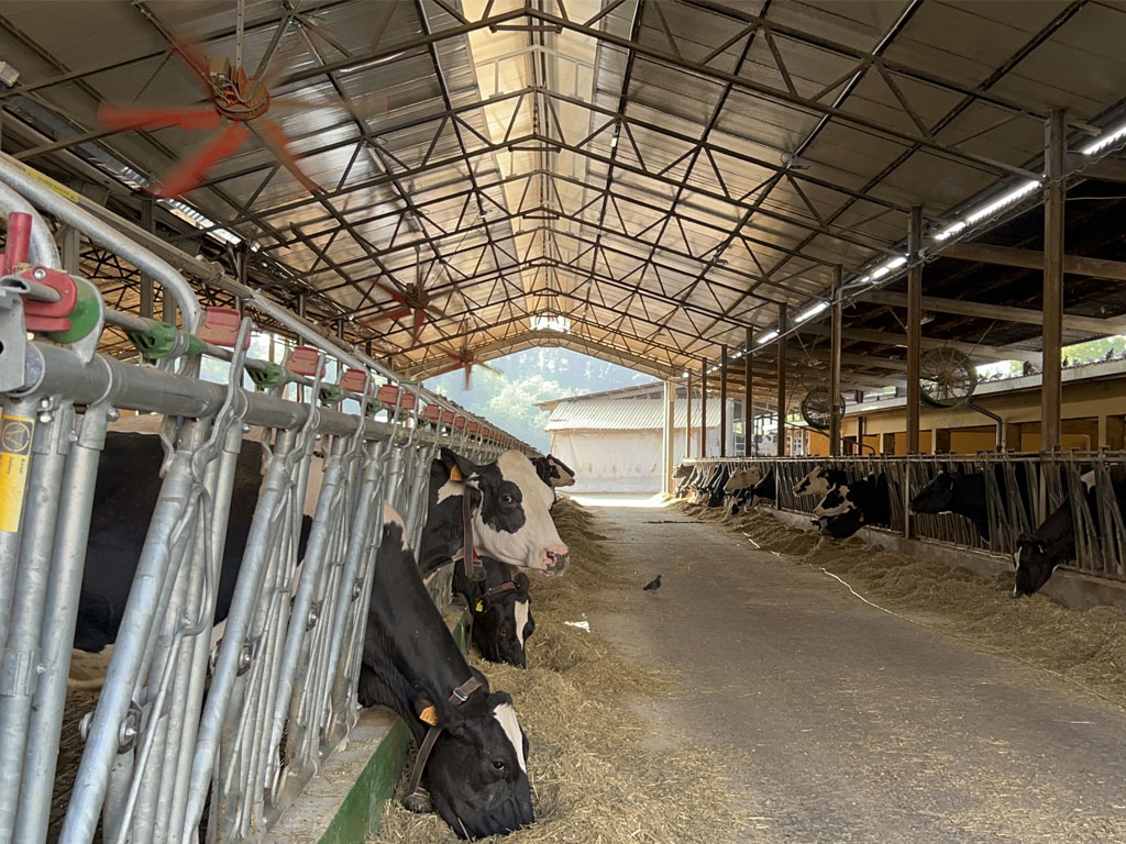 immagine di mucche nella stalla che mangiano fieno